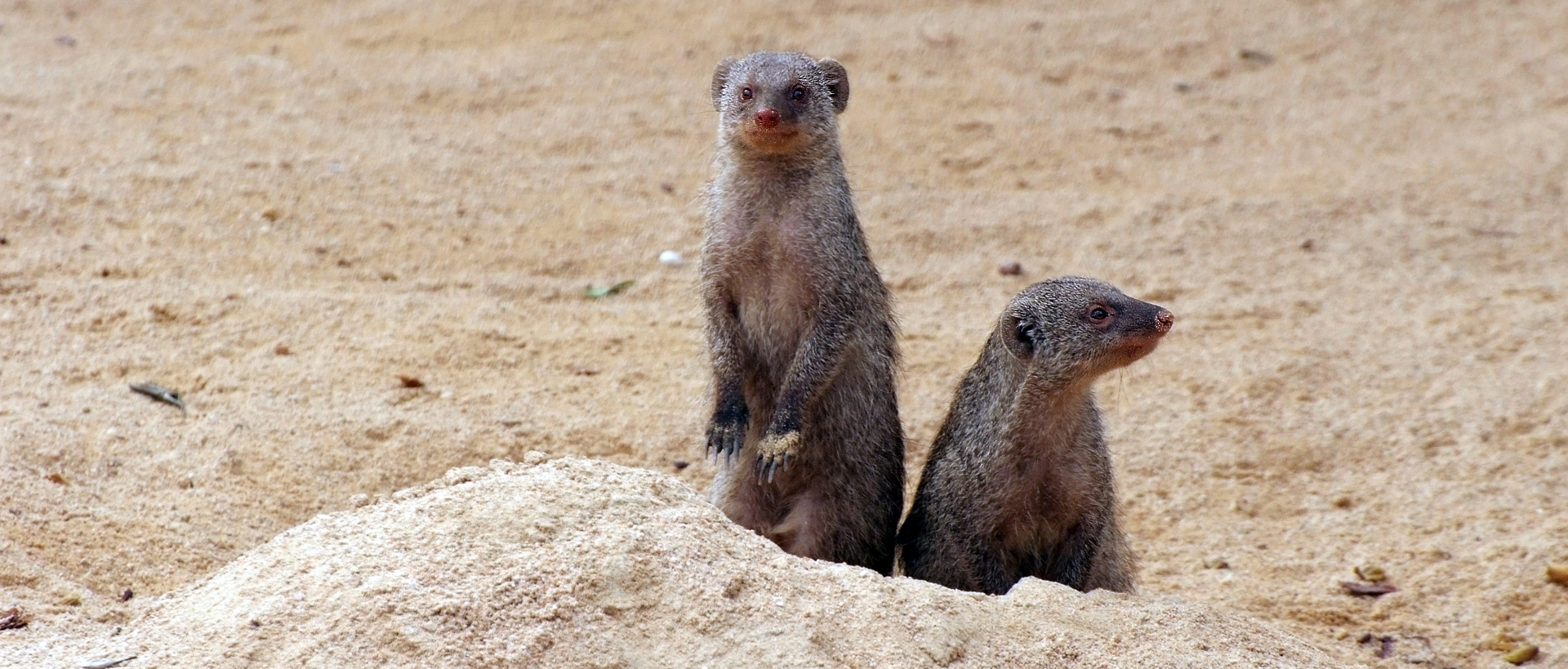 Mangosta rayada Zoo Barcelona